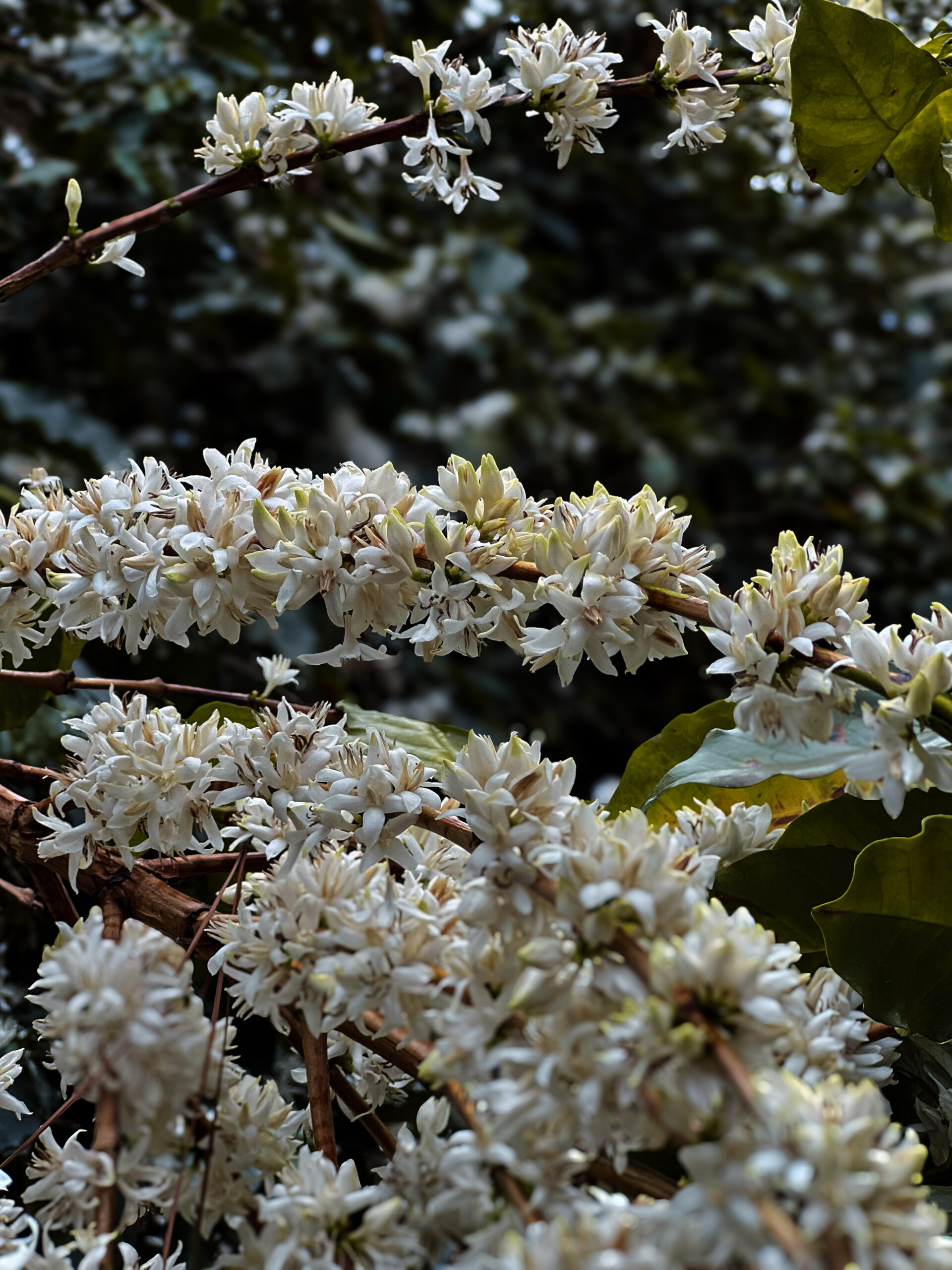 Nossa florada em 2025 ♥